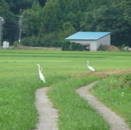 f:id:kaikaon:20090821131447j:image