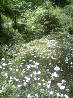 f:id:kaikaon:20100625120543j:image