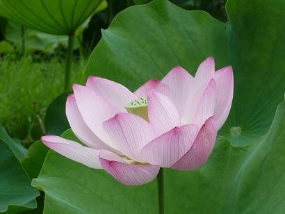 f:id:kaikaon:20100711134257j:image f:id:kaikaon:20100711134257j:image