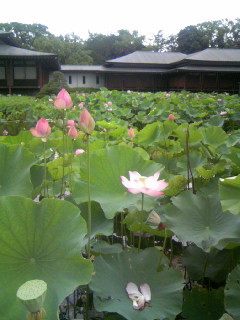 f:id:kaikaon:20100711135007j:image