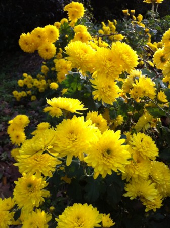 f:id:kaikaon:20101109142912j:image