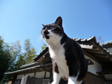 f:id:kaikaon:20110310130441j:image