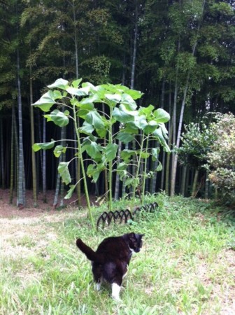 f:id:kaikaon:20110708153202j:image