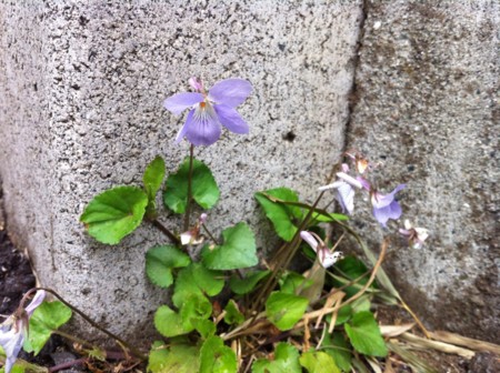 f:id:kaikaon:20120411124820j:image