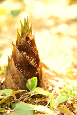 f:id:kaikaon:20130429113440j:image