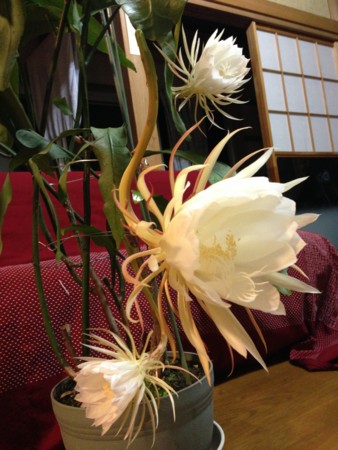 f:id:kaikaon:20130918193935j:image