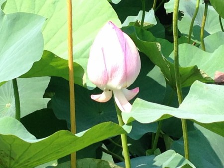 f:id:kaikaon:20140726142740j:image