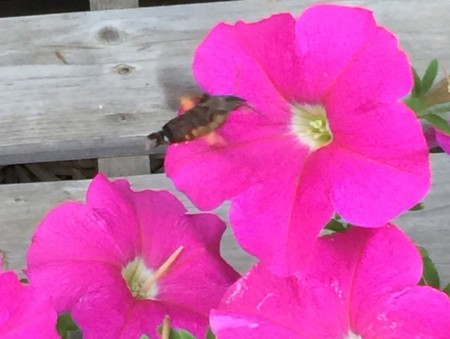 f:id:kaikaon:20150604181337j:image