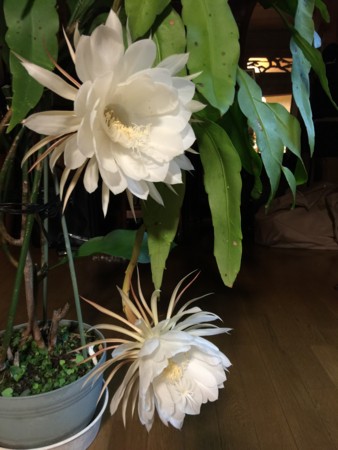 f:id:kaikaon:20150704200855j:image f:id:kaikaon:20150704200855j:image