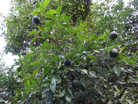 f:id:kaikaon:20150805172712j:image