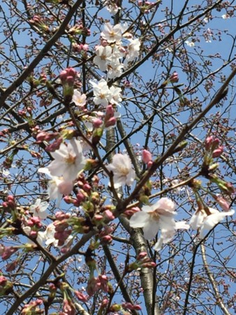 f:id:kaikaon:20160331141445j:image
