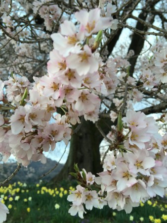 f:id:kaikaon:20160404172753j:image