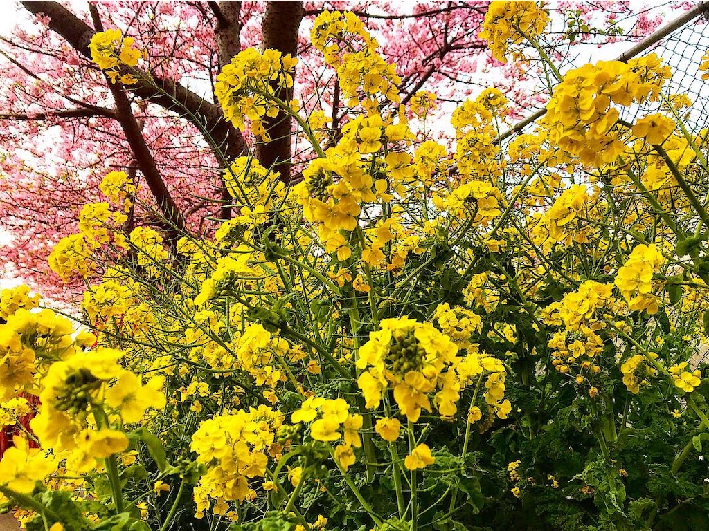 f:id:kaiki-suzuki:20190315184128j:image f:id:kaiki-suzuki:20190315184128j:image