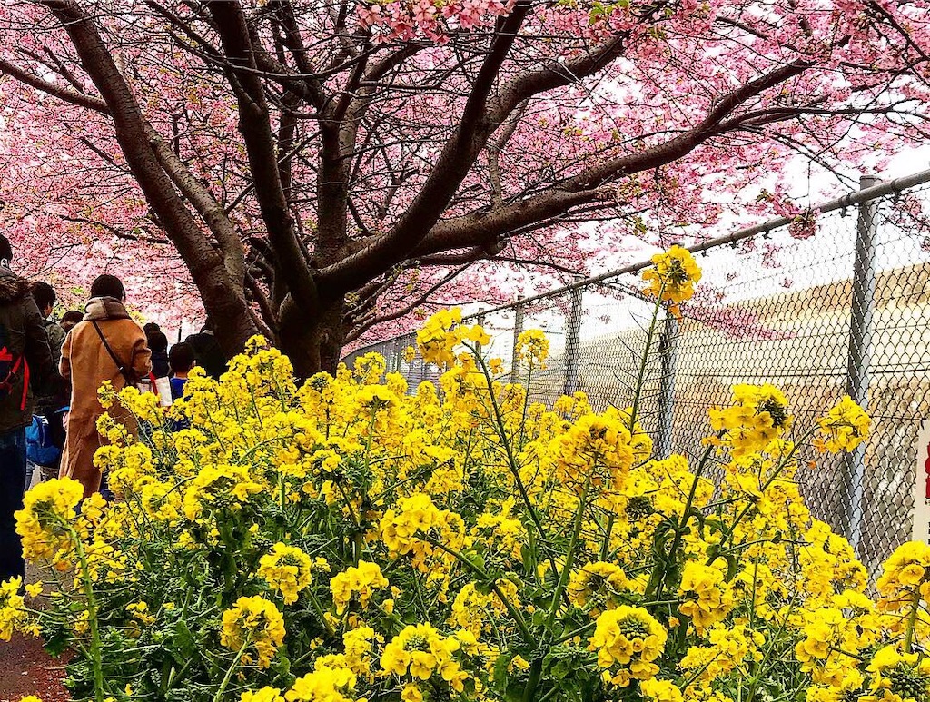 f:id:kaiki-suzuki:20190315184137j:image f:id:kaiki-suzuki:20190315184137j:image
