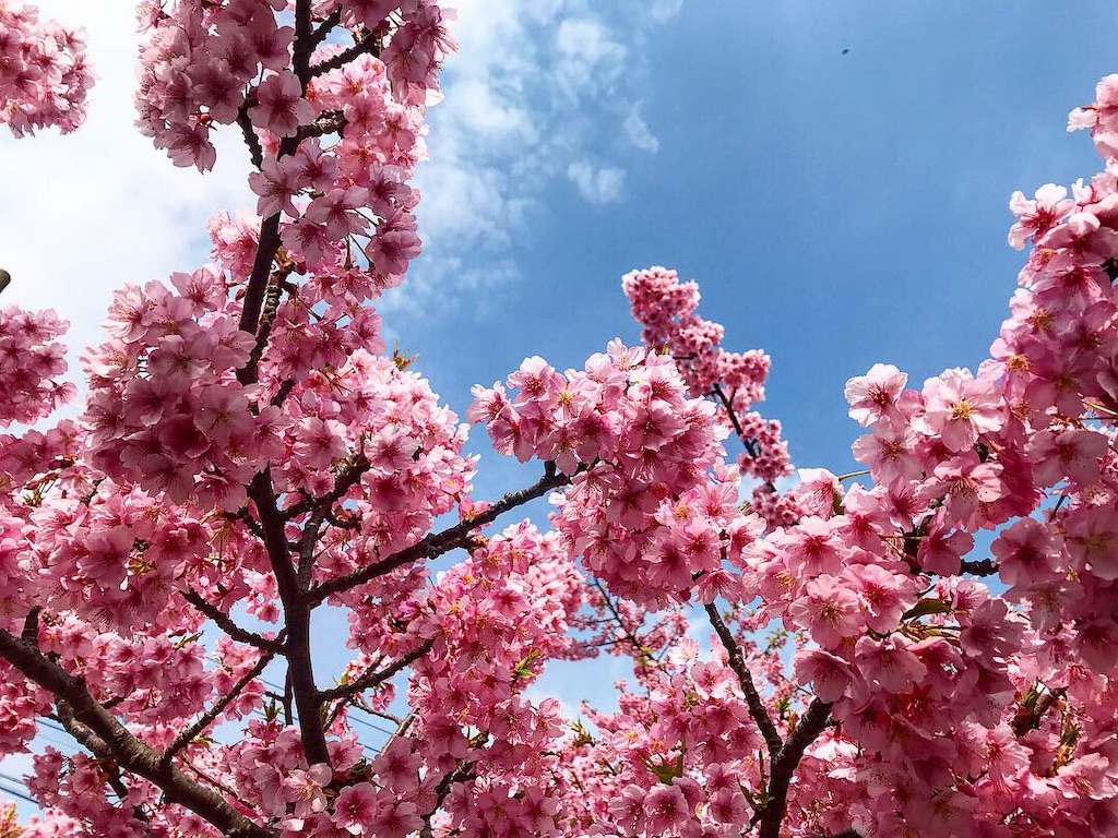 f:id:kaiki-suzuki:20190315184142j:image f:id:kaiki-suzuki:20190315184142j:image