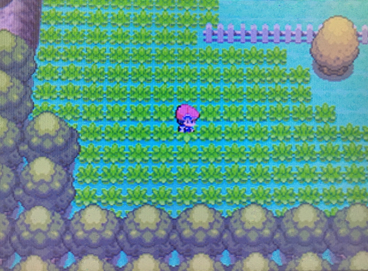 ポケモンpt ポケトレ色違い日記 ポチエナ編 Kaikityouの日記