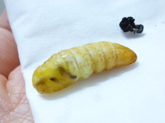 f:id:kaikoholic:20160706001034j:plain f:id:kaikoholic:20160706001034j:plain
