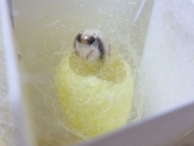 かいころく5～ここ2・3ヶ月のカイコさんまとめ⑤～ - カイコホリック