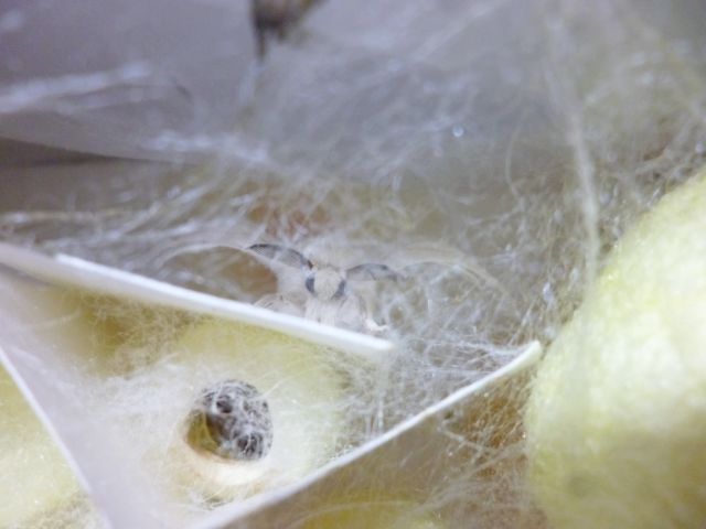 かいころく5～ここ2・3ヶ月のカイコさんまとめ⑤～ - カイコホリック