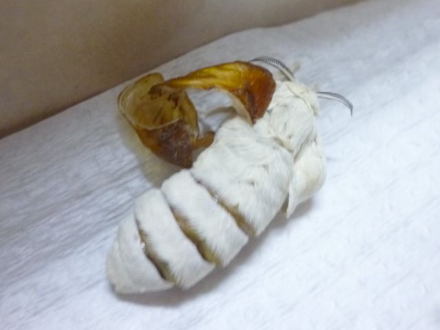 かいころく5～ここ2・3ヶ月のカイコさんまとめ⑤～ - カイコホリック