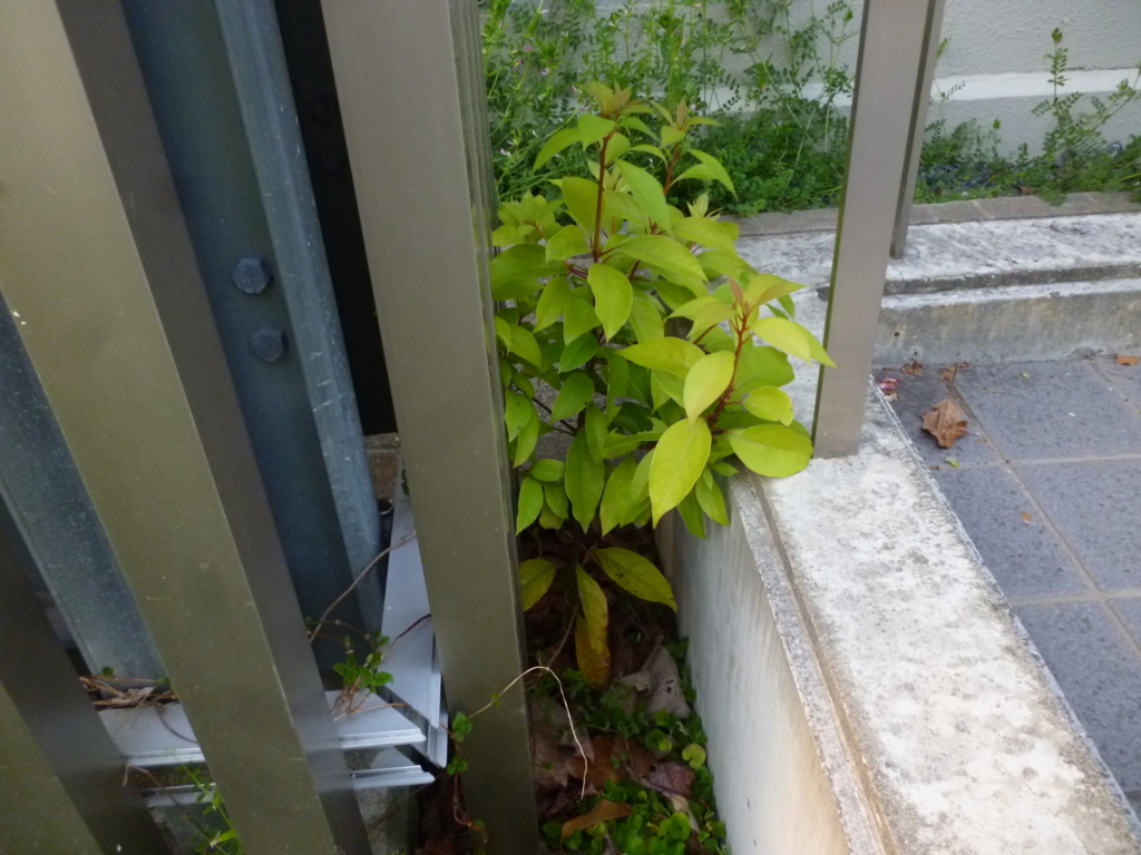 f:id:kaikoholic:20180430205112j:plain f:id:kaikoholic:20180430205112j:plain