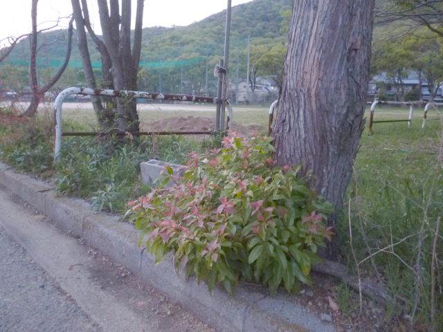 f:id:kaikoholic:20180430205842j:plain f:id:kaikoholic:20180430205842j:plain