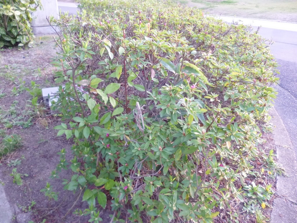 f:id:kaikoholic:20180430210130j:plain f:id:kaikoholic:20180430210130j:plain