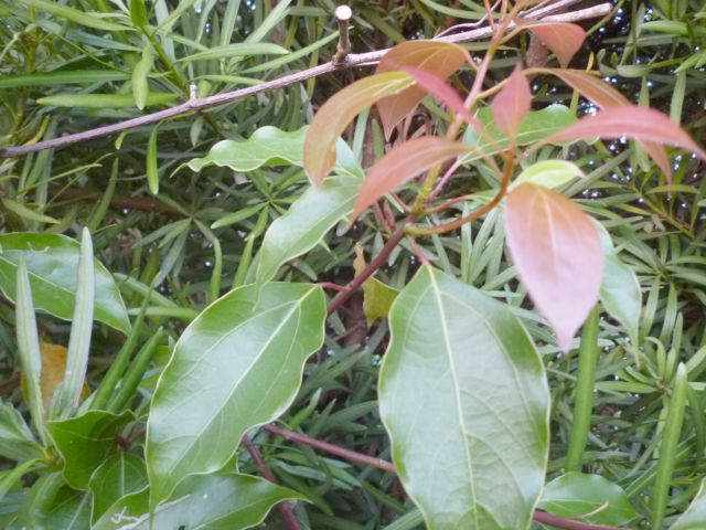 f:id:kaikoholic:20180430211117j:plain f:id:kaikoholic:20180430211117j:plain
