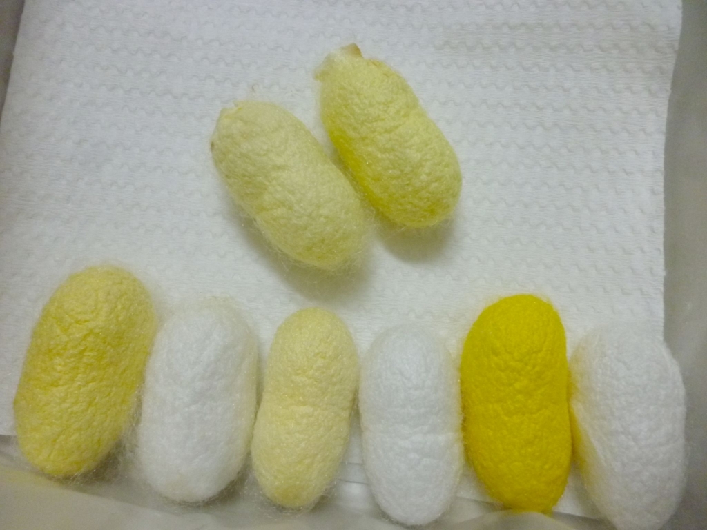 f:id:kaikoholic:20180706004352j:plain f:id:kaikoholic:20180706004352j:plain