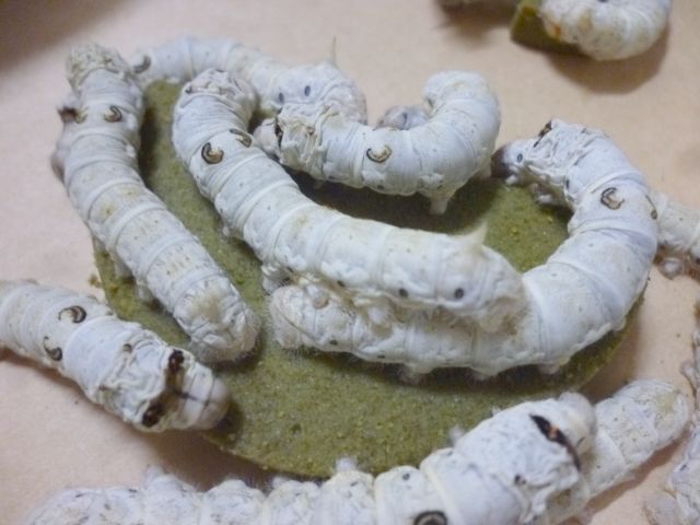 カイコ様　3点まとめうり かいころく6 - カイコホリック