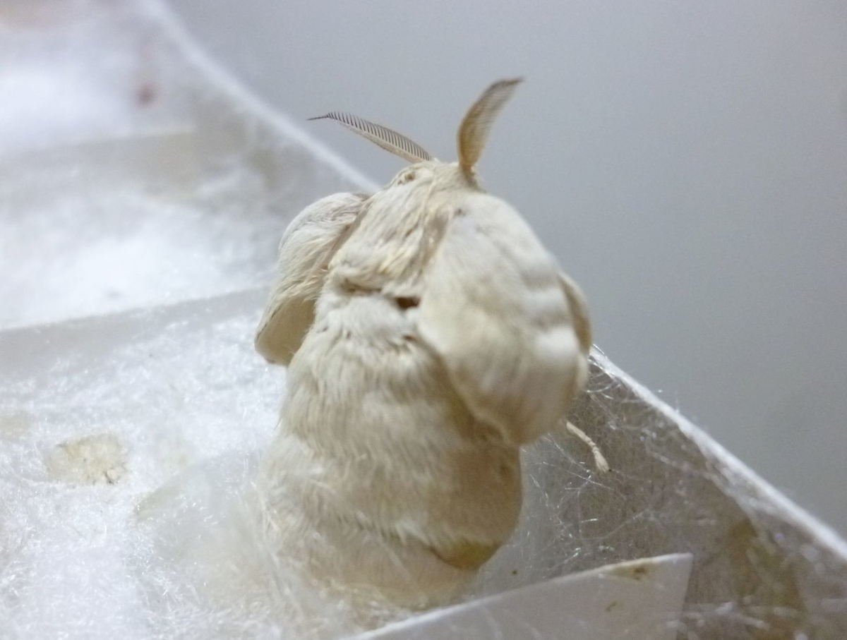 蚕 かわいい 蚕の可愛さ Docstest Mcna Net