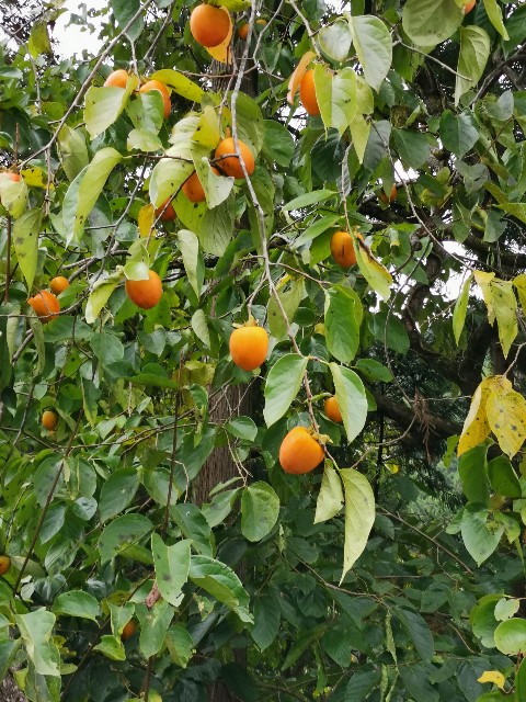 f:id:kaina0121:20201102204043j:image f:id:kaina0121:20201102204043j:image