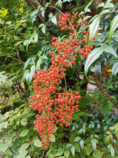f:id:kaina0121:20201102204552j:image f:id:kaina0121:20201102204552j:image