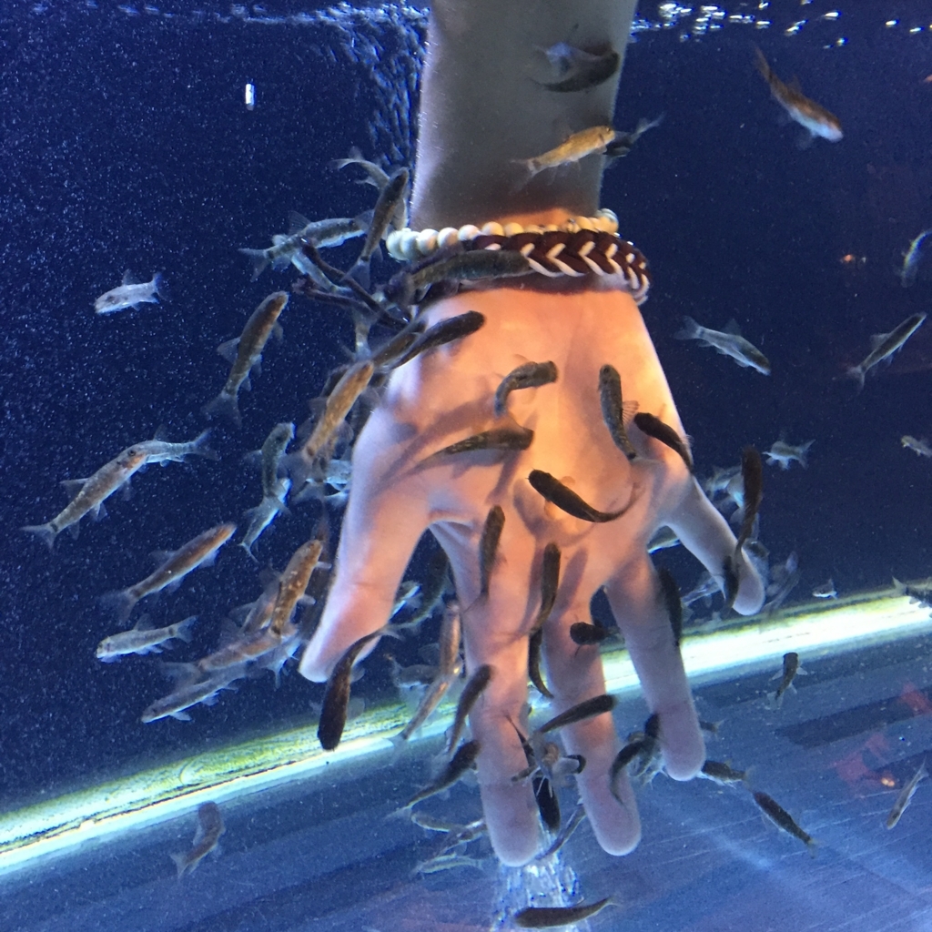 f:id:kainan1872:20170903143215j:plain