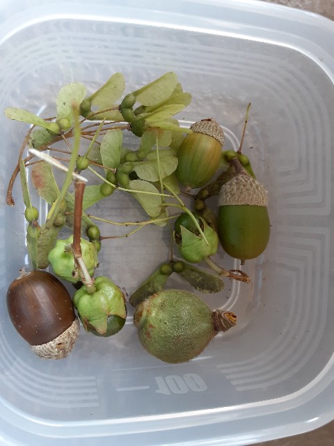 f:id:kainuma-k5:20200908170143j:plain