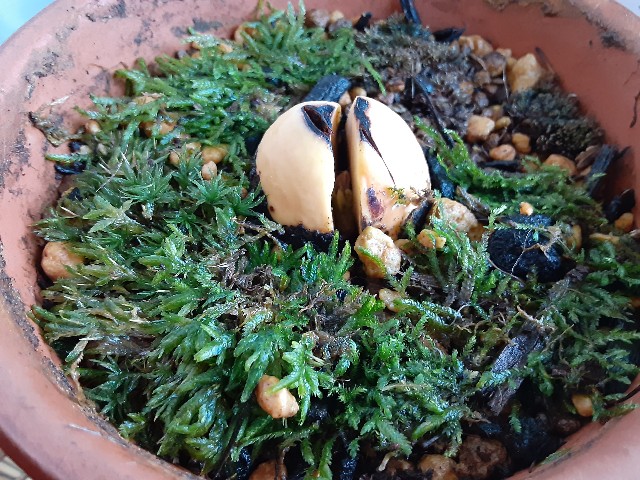 f:id:kainuma-k5:20200908170330j:plain