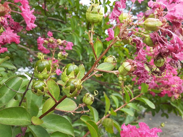 f:id:kainuma-k5:20200908170708j:plain