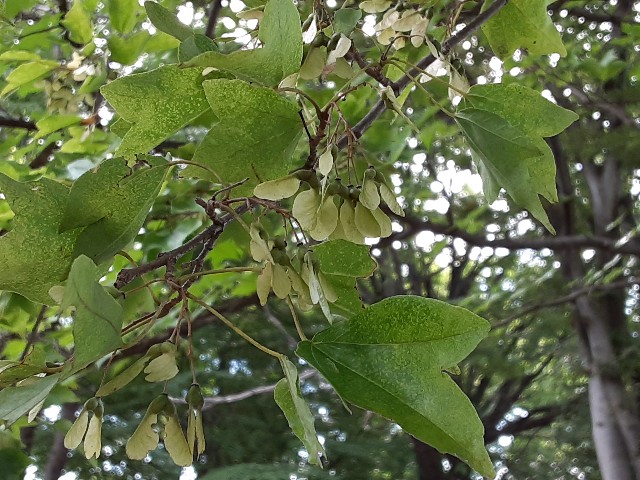 f:id:kainuma-k5:20200908170822j:plain