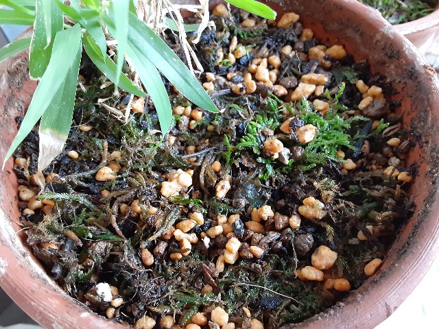 f:id:kainuma-k5:20200908195404j:plain