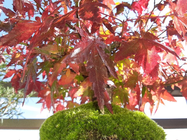 f:id:kainuma-k5:20201212112914j:plain