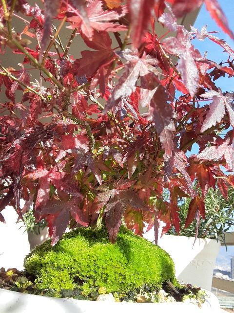 f:id:kainuma-k5:20201215121036j:plain