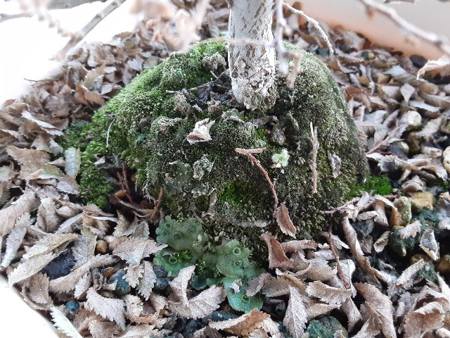 f:id:kainuma-k5:20210103170239j:image