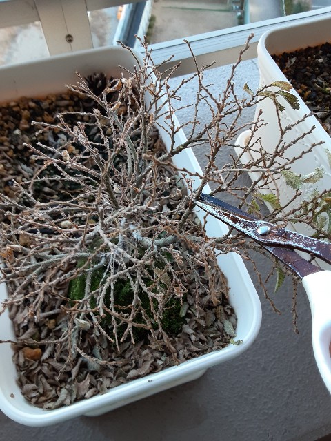 f:id:kainuma-k5:20210103170429j:plain