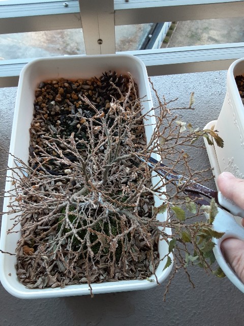 f:id:kainuma-k5:20210103170440j:plain