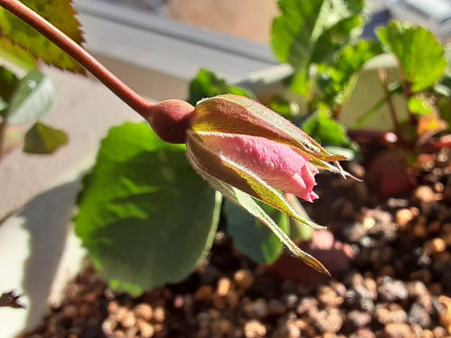 f:id:kainuma-k5:20210109092948j:plain