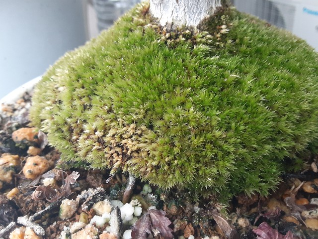 f:id:kainuma-k5:20210123125023j:plain