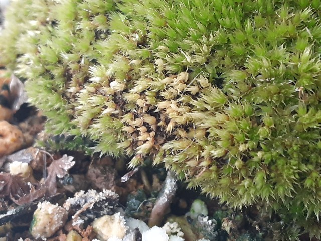 f:id:kainuma-k5:20210123125036j:plain