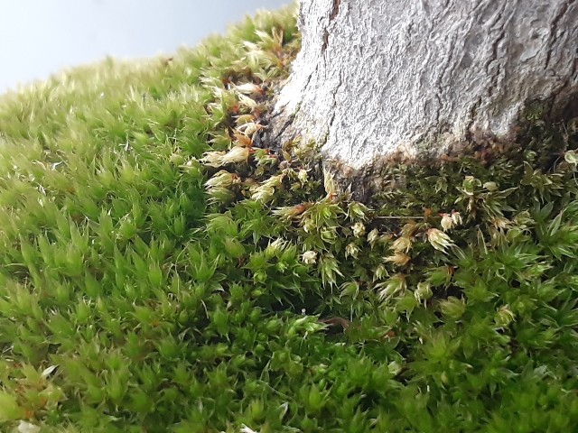 f:id:kainuma-k5:20210123125050j:plain