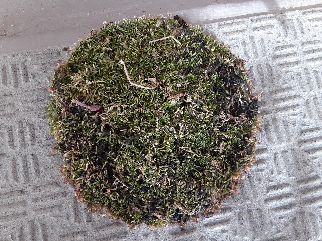 f:id:kainuma-k5:20210227111534j:plain