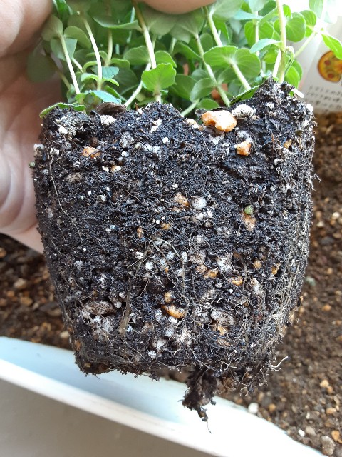 f:id:kainuma-k5:20210228132548j:plain